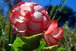 Begonia 02 - s